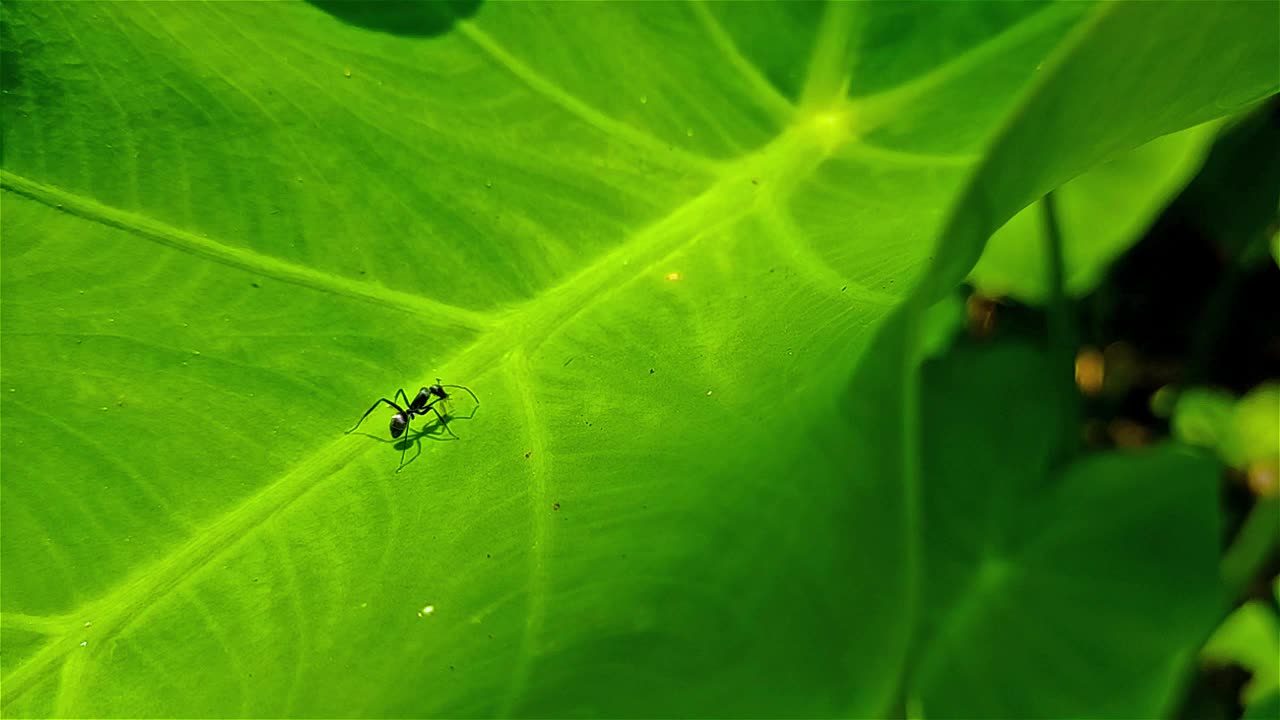 一只小蚂蚁和一片大绿叶的特写微距镜头。视频下载