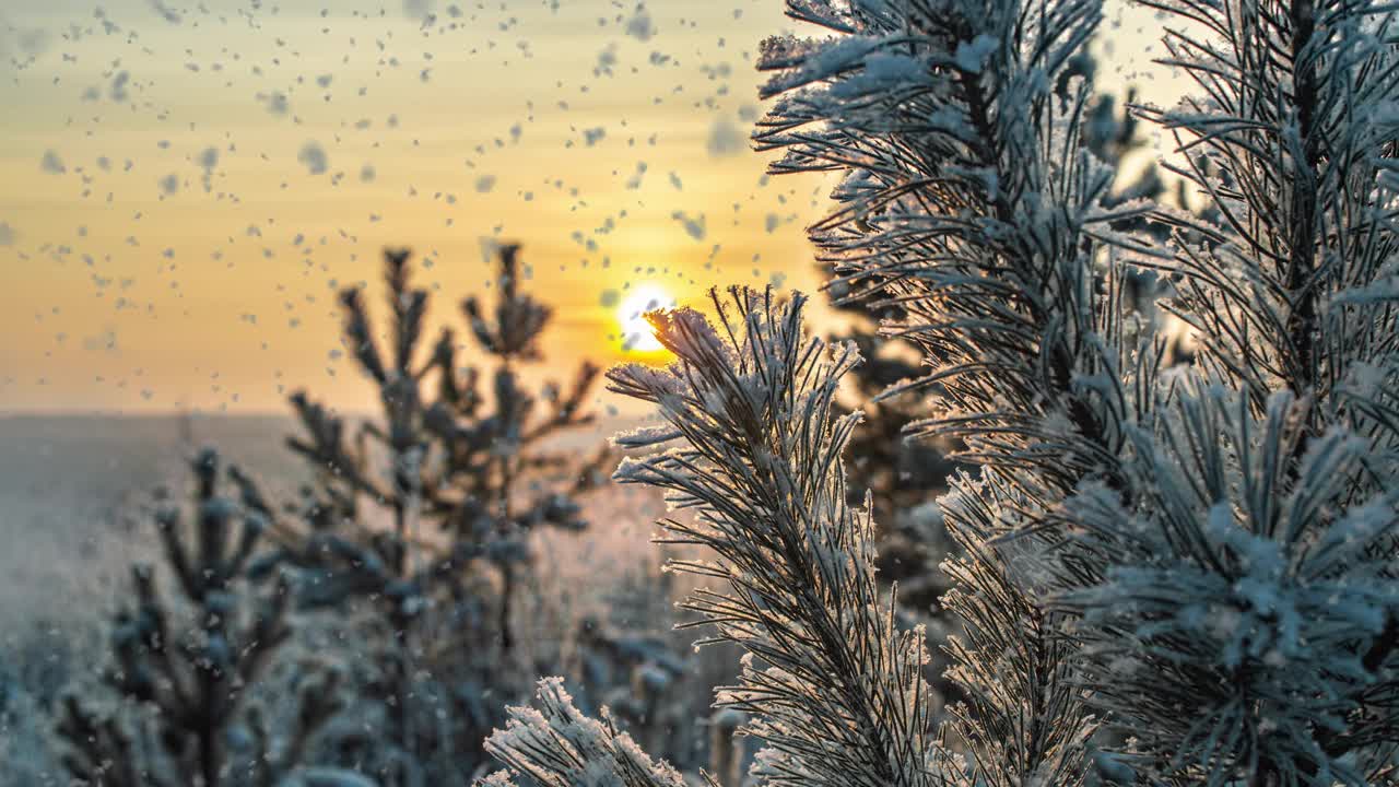 冬天白雪覆盖的森林里下着柔和的雪。美丽的冬季风景在夕阳下，松树枝在雪中视频素材