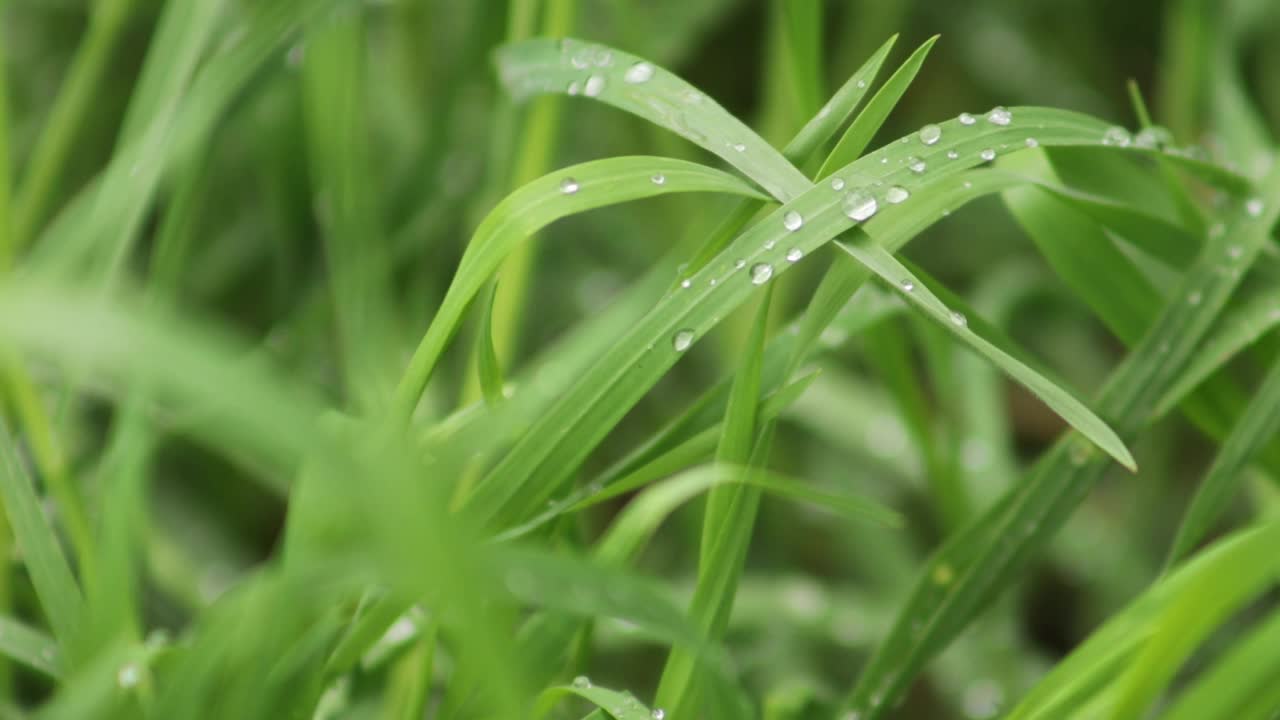 新鲜的绿草带着露珠靠近。雨后的水珠落在新鲜的草地上。青草上的晨露。春天的背景视频素材