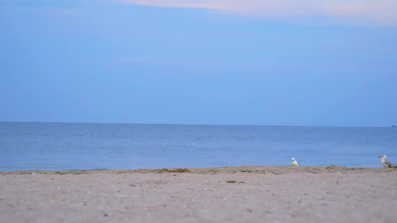 海鸥在沙滩上。视频素材