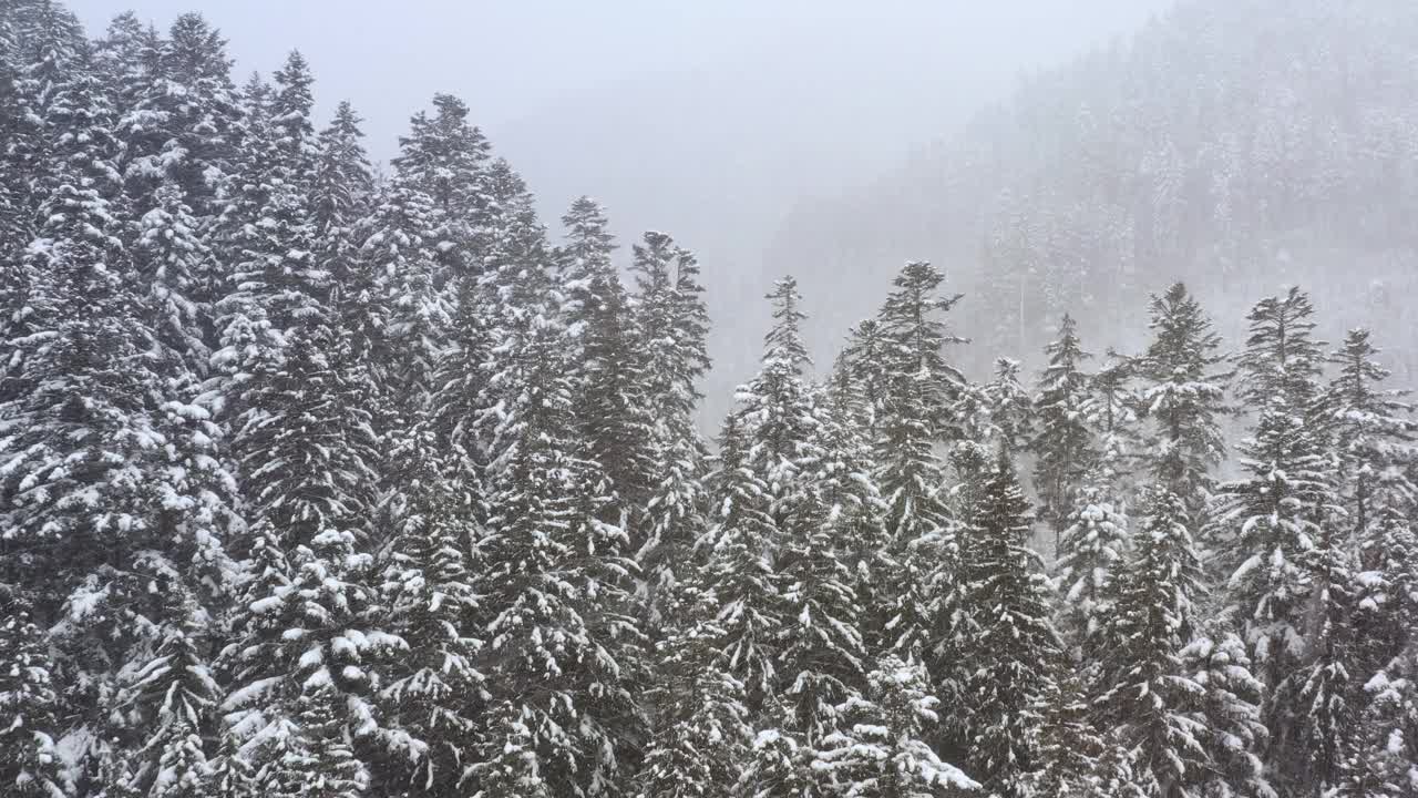 暴风雪期间积雪的冬天森林。无人机的观点。视频素材