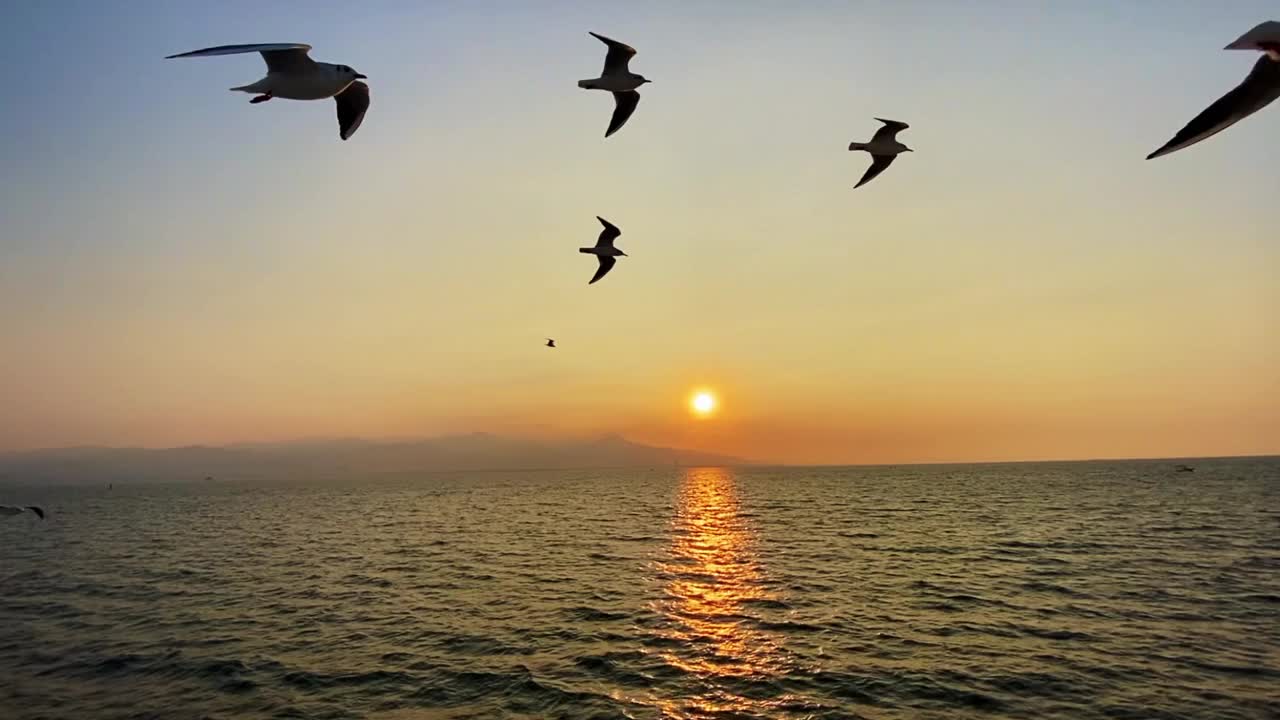 日落和海鸥视频素材