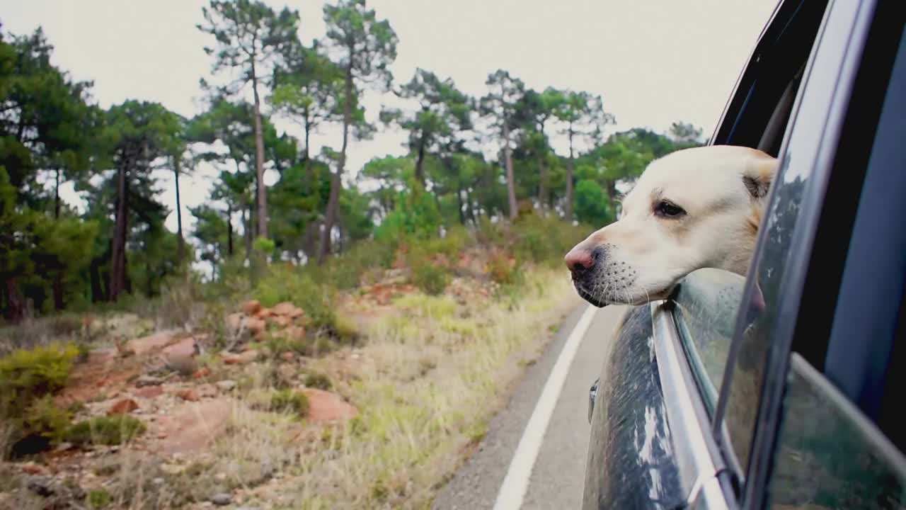 拉布拉多寻回犬透过车窗向外看。旅游的概念视频素材