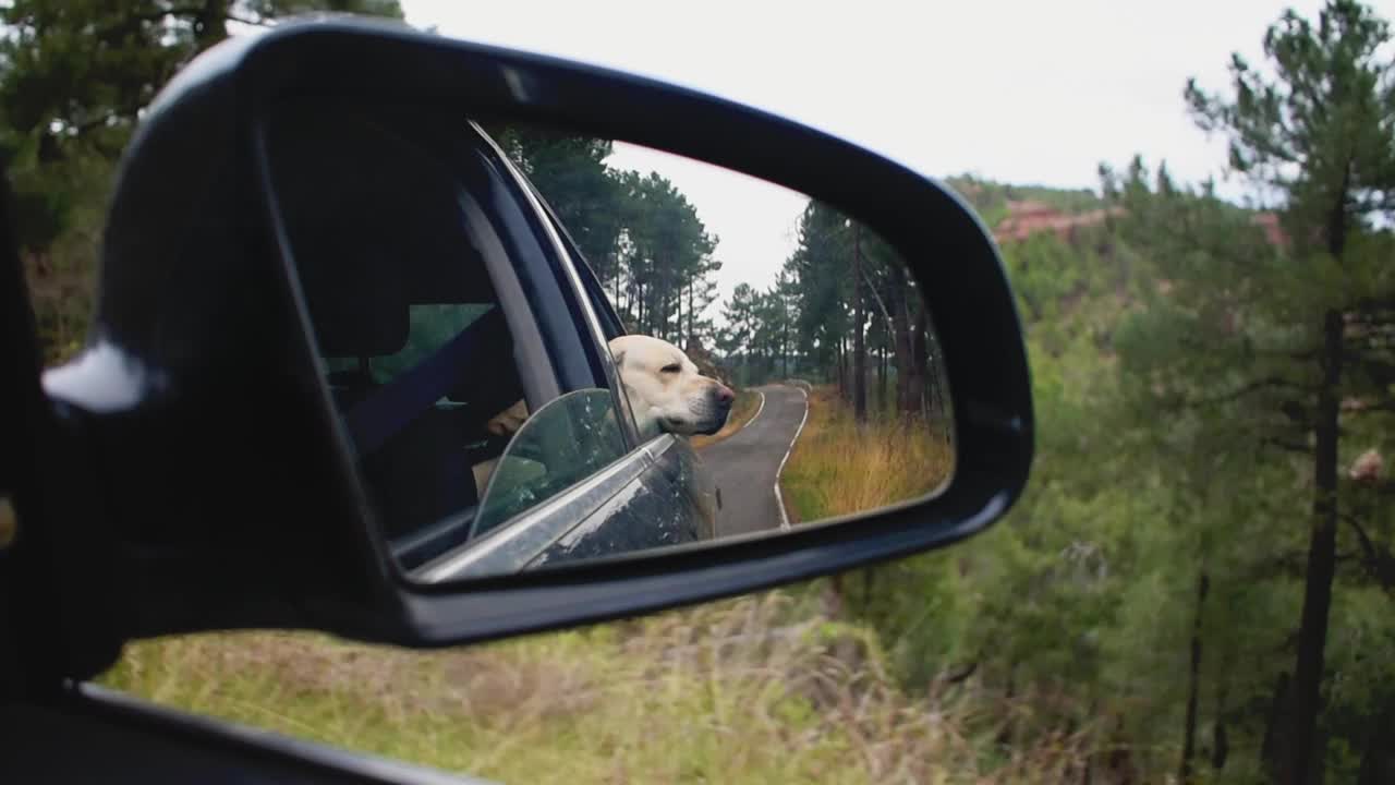 拉布拉多寻回犬透过车窗向外看。旅游的概念视频素材