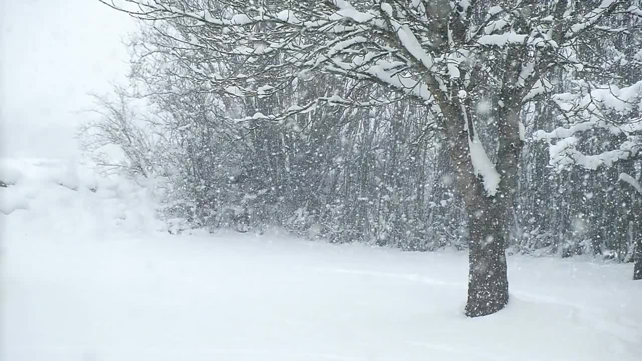 有树的花园里下着大雪视频素材