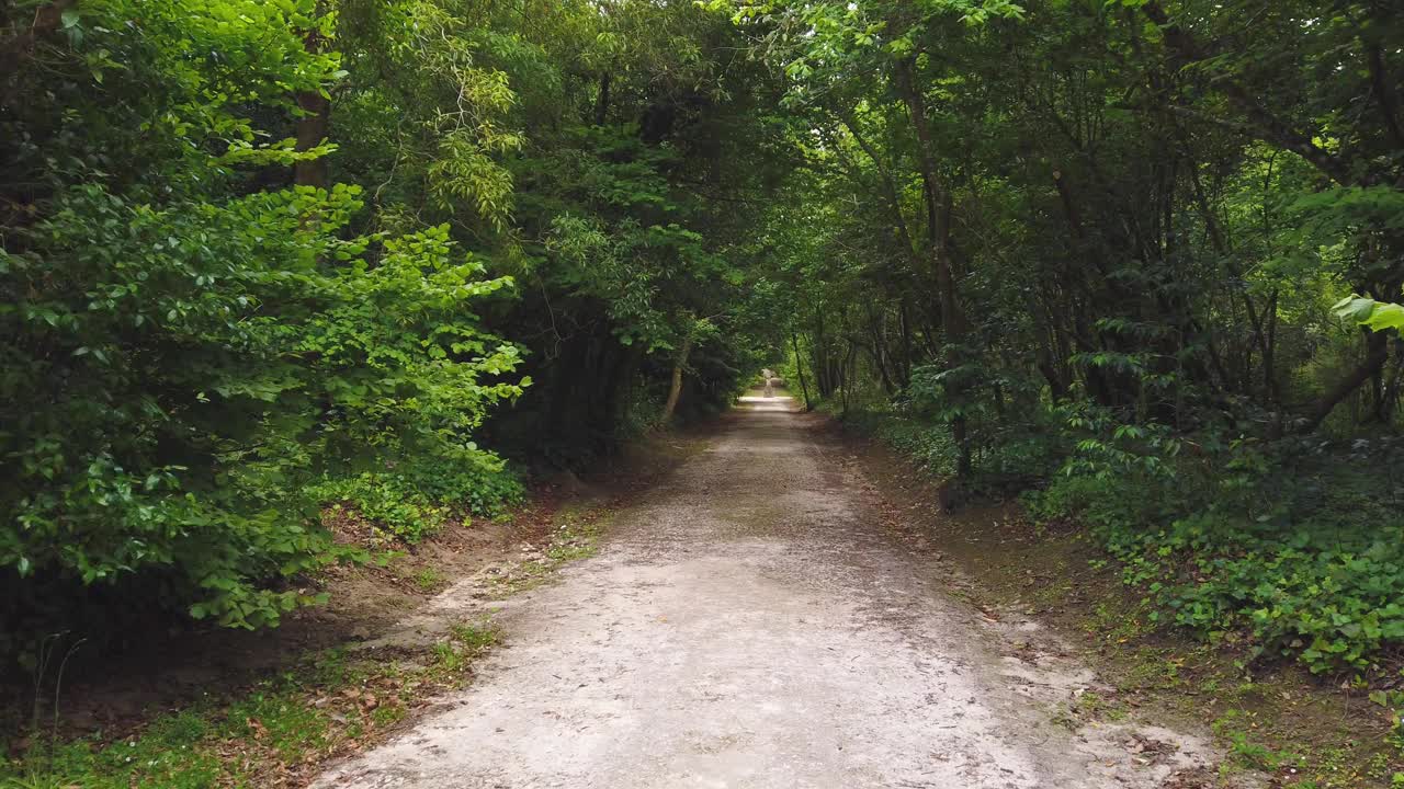 森林中令人惊叹和放松的道路。被树木环绕的徒步旅行路线视频素材