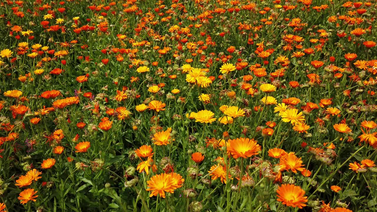 春日鲜花盛开的田野视频素材