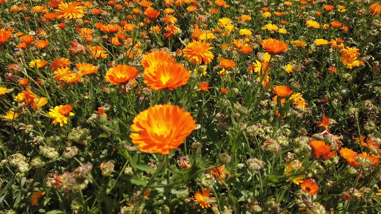 春日鲜花盛开的田野视频素材