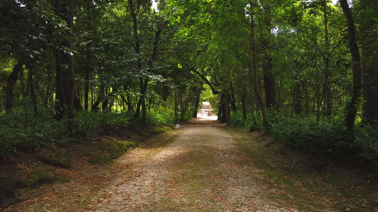 森林中令人惊叹和放松的道路。被树木环绕的徒步旅行路线视频素材