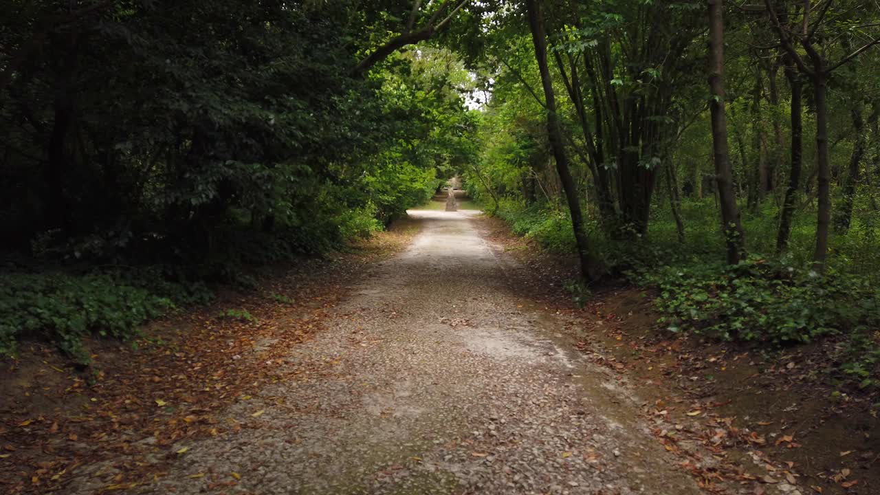 森林中令人惊叹和放松的道路。被树木环绕的徒步旅行路线视频素材