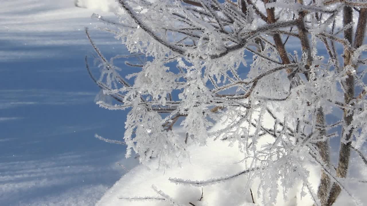 被冰晶覆盖的树枝特写。冰冻的树枝和雪花。冬天的背景。视频素材