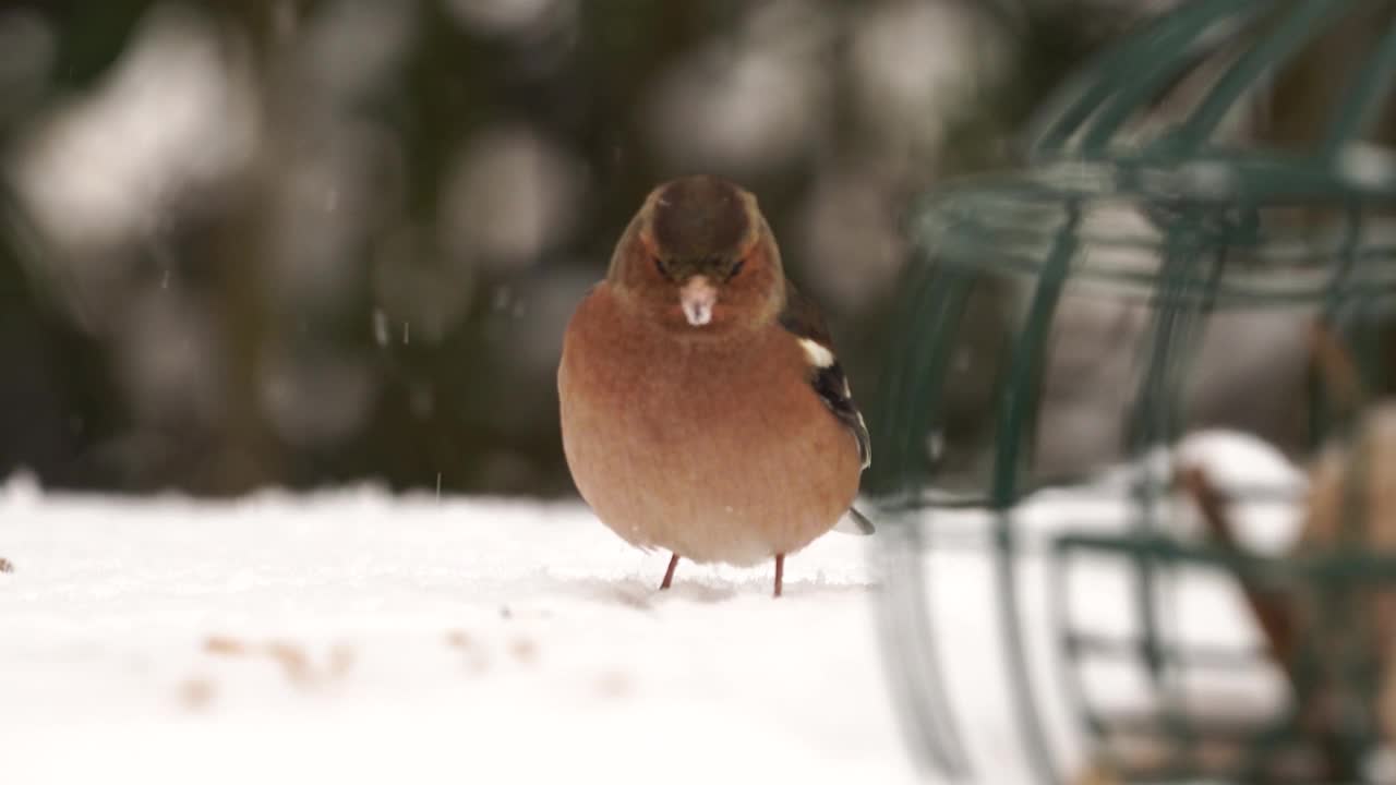 雀在雪中吃种子视频素材