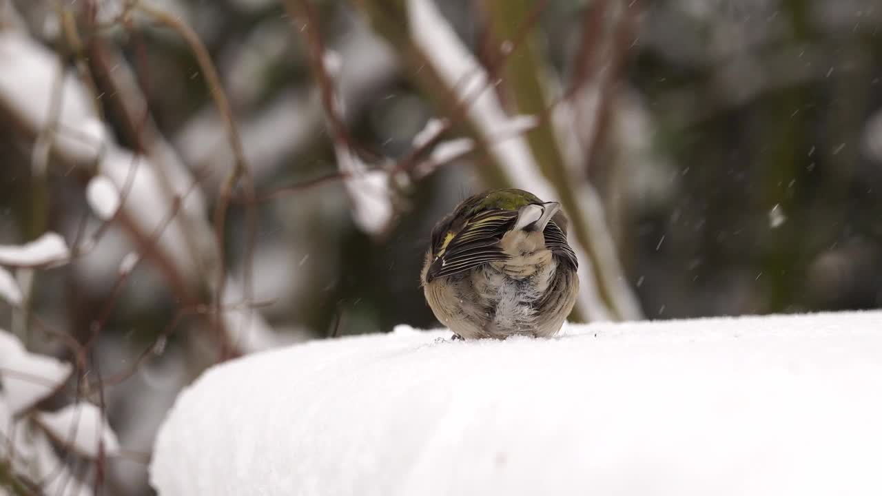 雀(雌性)在雪中吃种子。视频素材