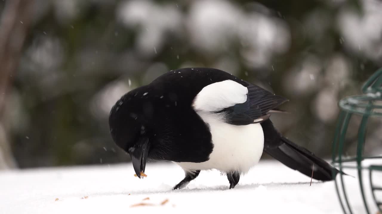 喜鹊在雪中吃粉虫视频素材