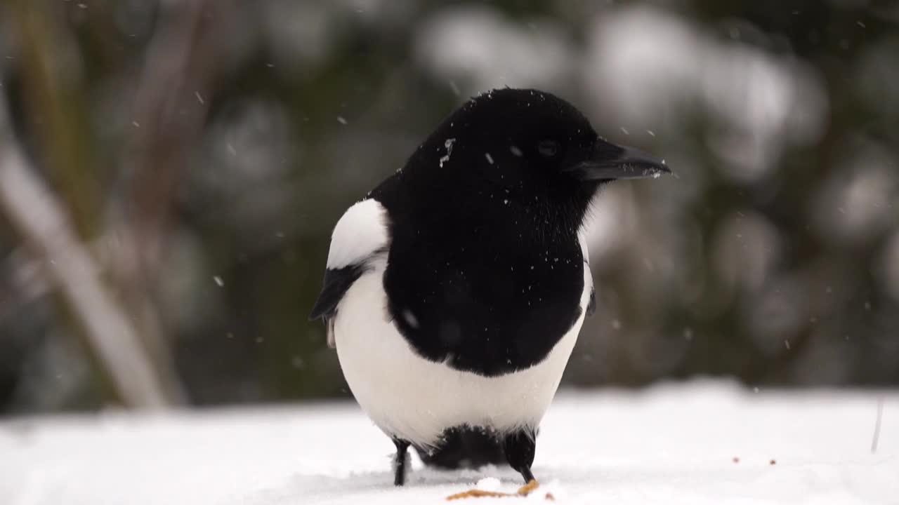 喜鹊(异食癖)在雪中吃粉虫视频素材