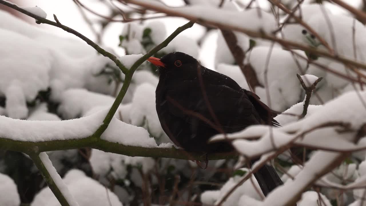 雪中的树枝上有一只画眉视频素材