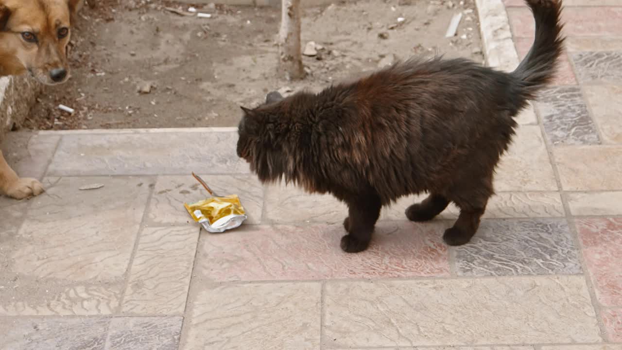 流浪的狗和猫争夺食物视频素材