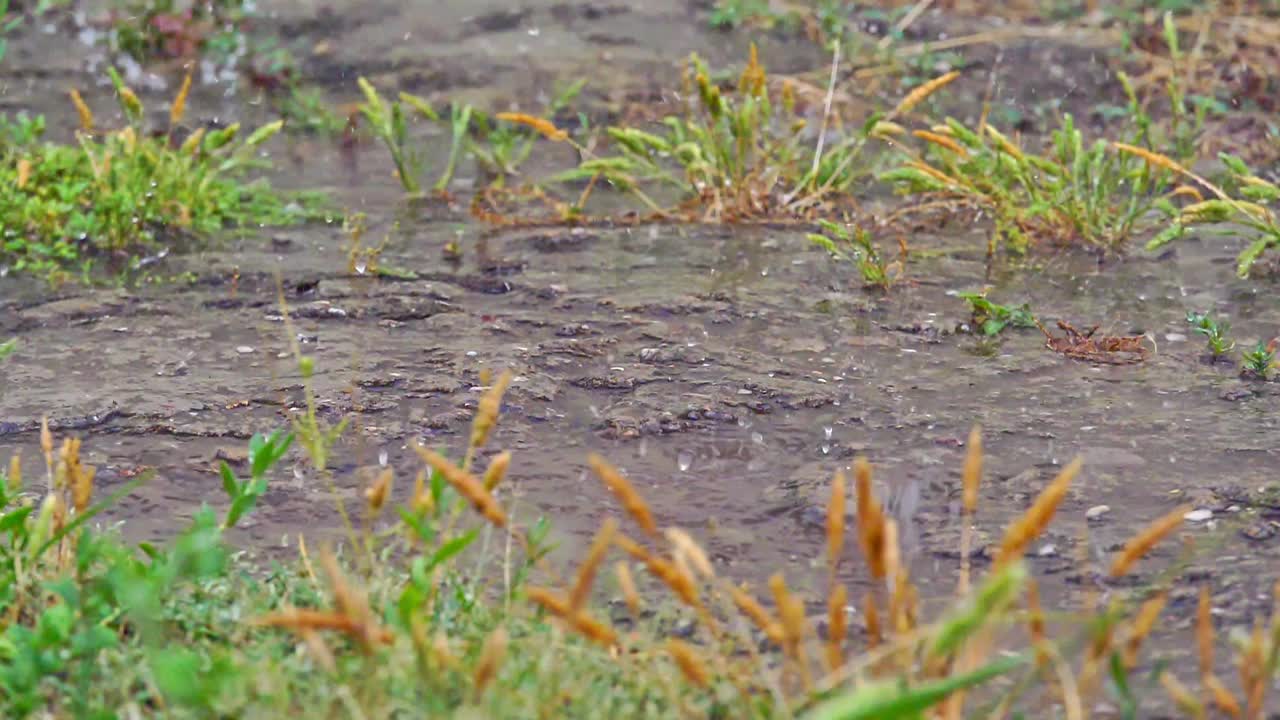 草甸宏雨视频素材