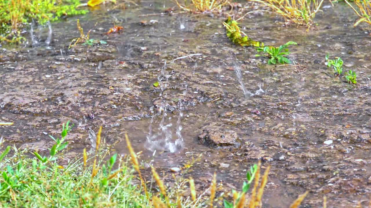 草甸宏雨视频素材