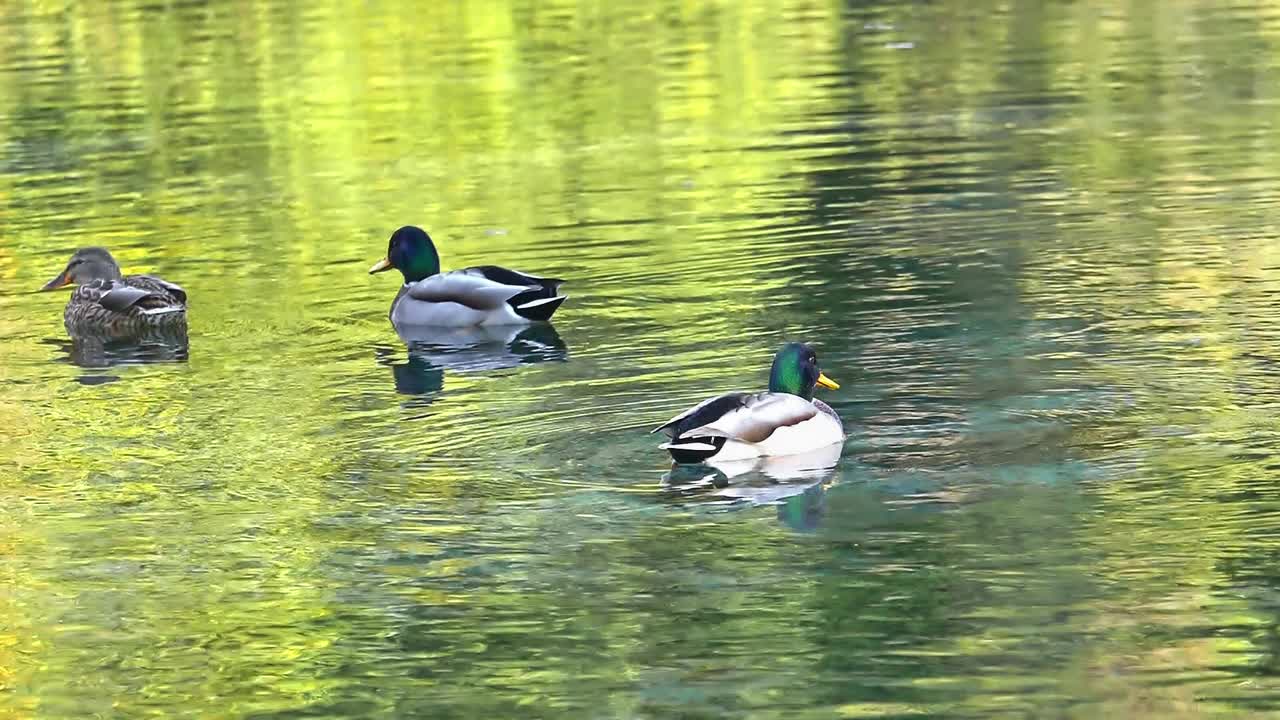 鸭子在湖里游泳视频素材