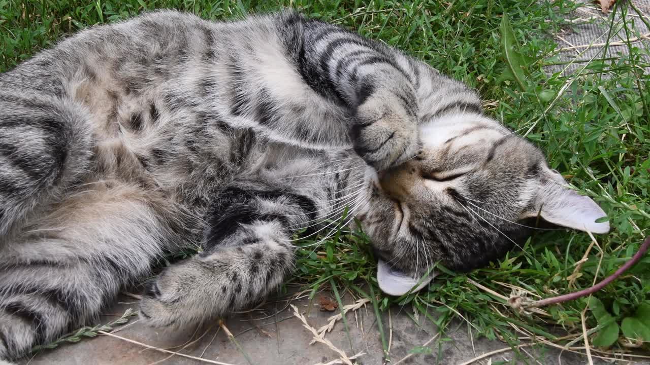 小虎斑猫的特写，可爱的爪子在鼻子睡觉在草视频素材