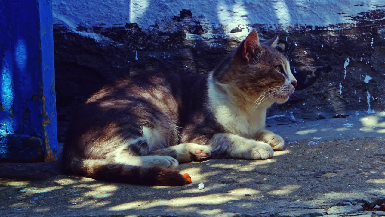 大白天，老汤姆猫在阴影下休息视频素材