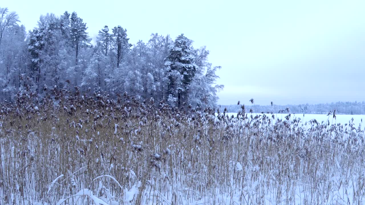 日本赫尔辛基的花田覆盖着厚厚的白雪视频素材