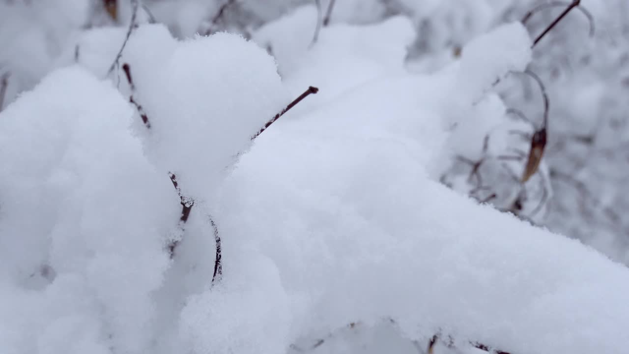 芬兰赫尔辛基的大树上覆盖着厚厚的积雪视频素材