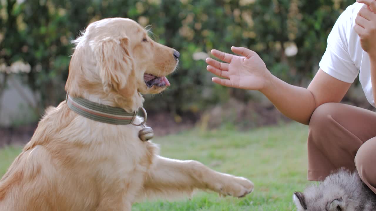 慢动作金毛猎犬给女人的前腿作为宠物和生活方式概念，选择对焦浅景深视频素材