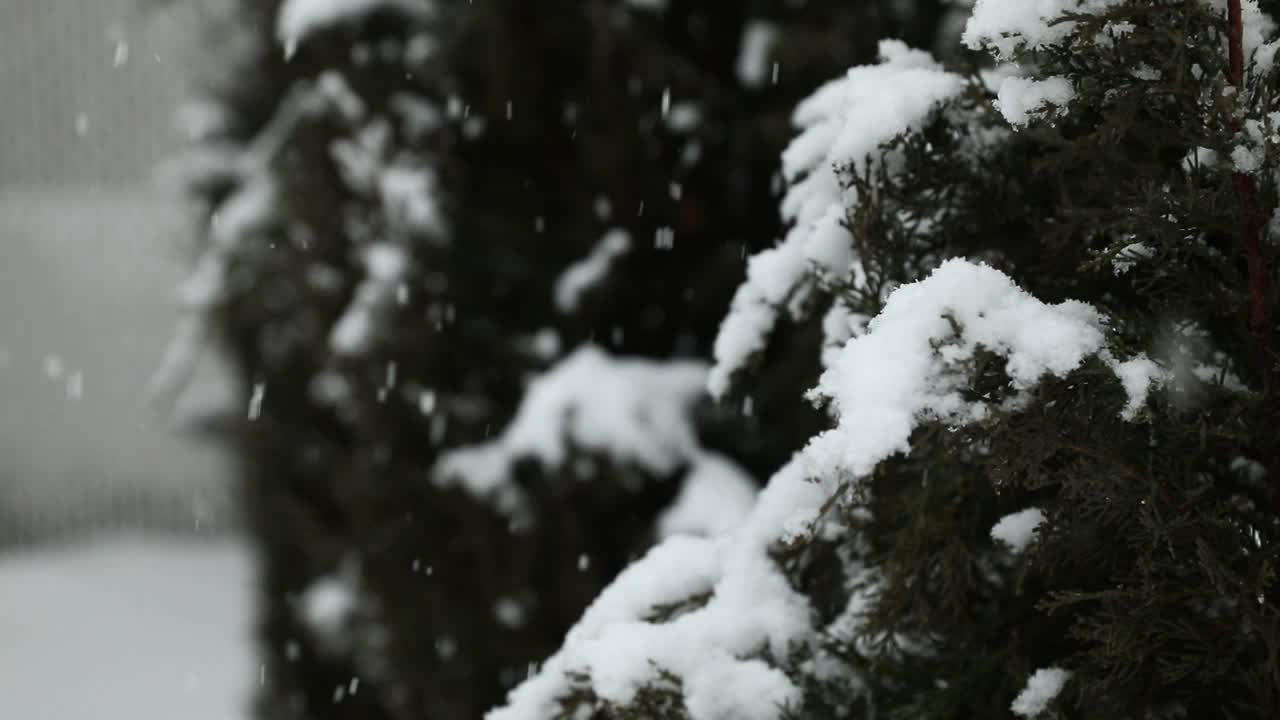 雪花落在被雪覆盖的常青树上视频素材