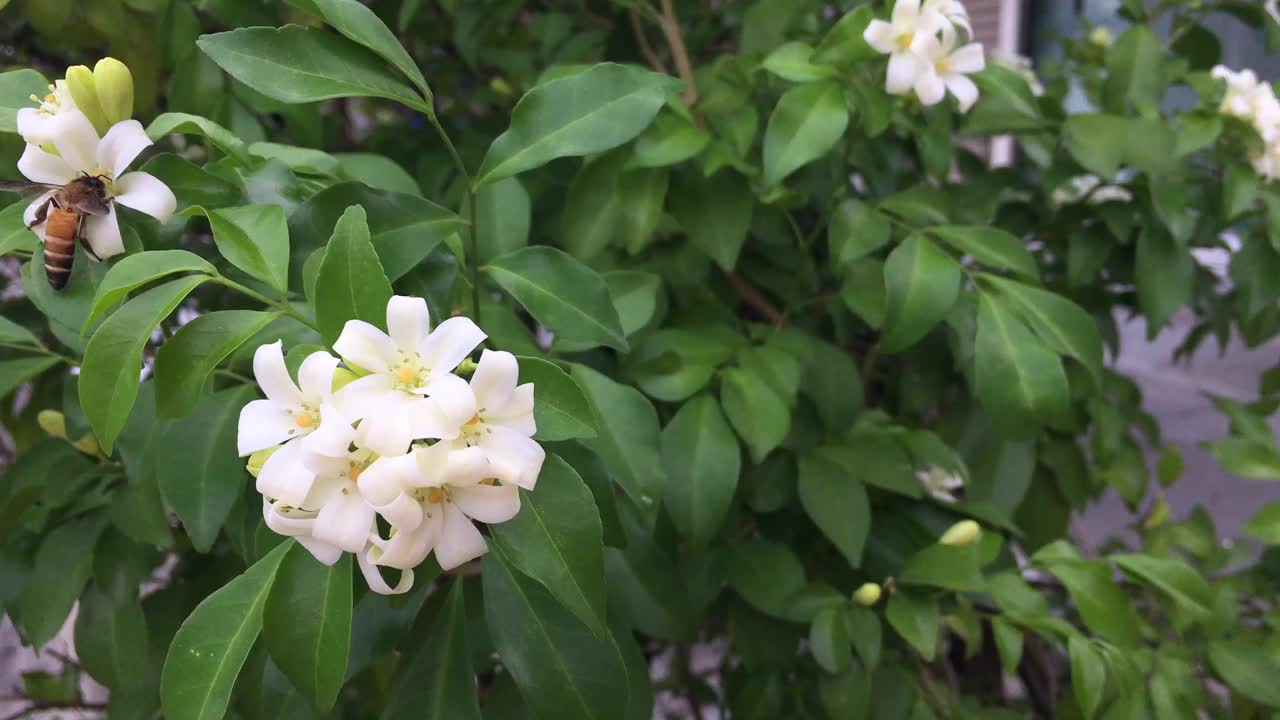 蜜蜂在花和植物上飞视频素材