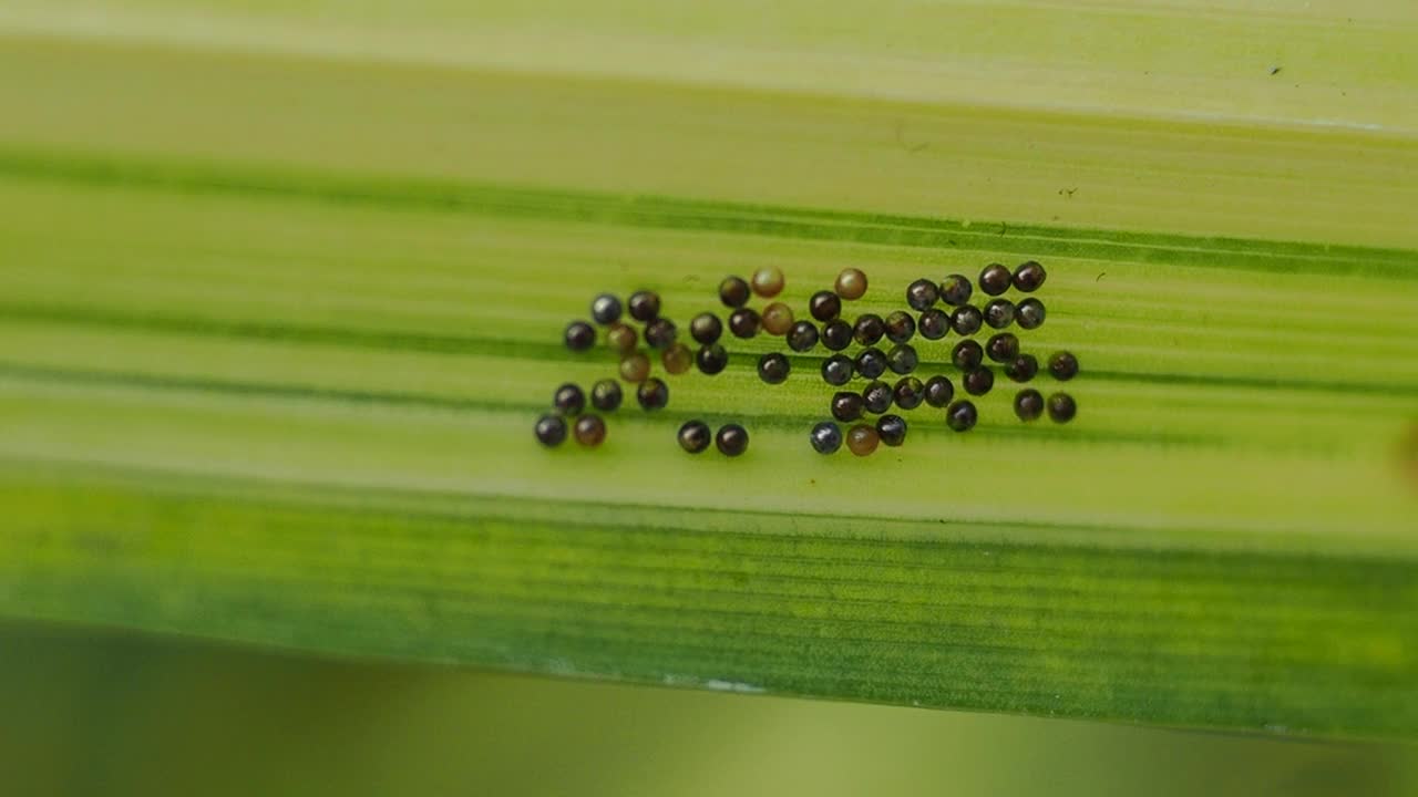 昆虫在叶子上的卵视频素材