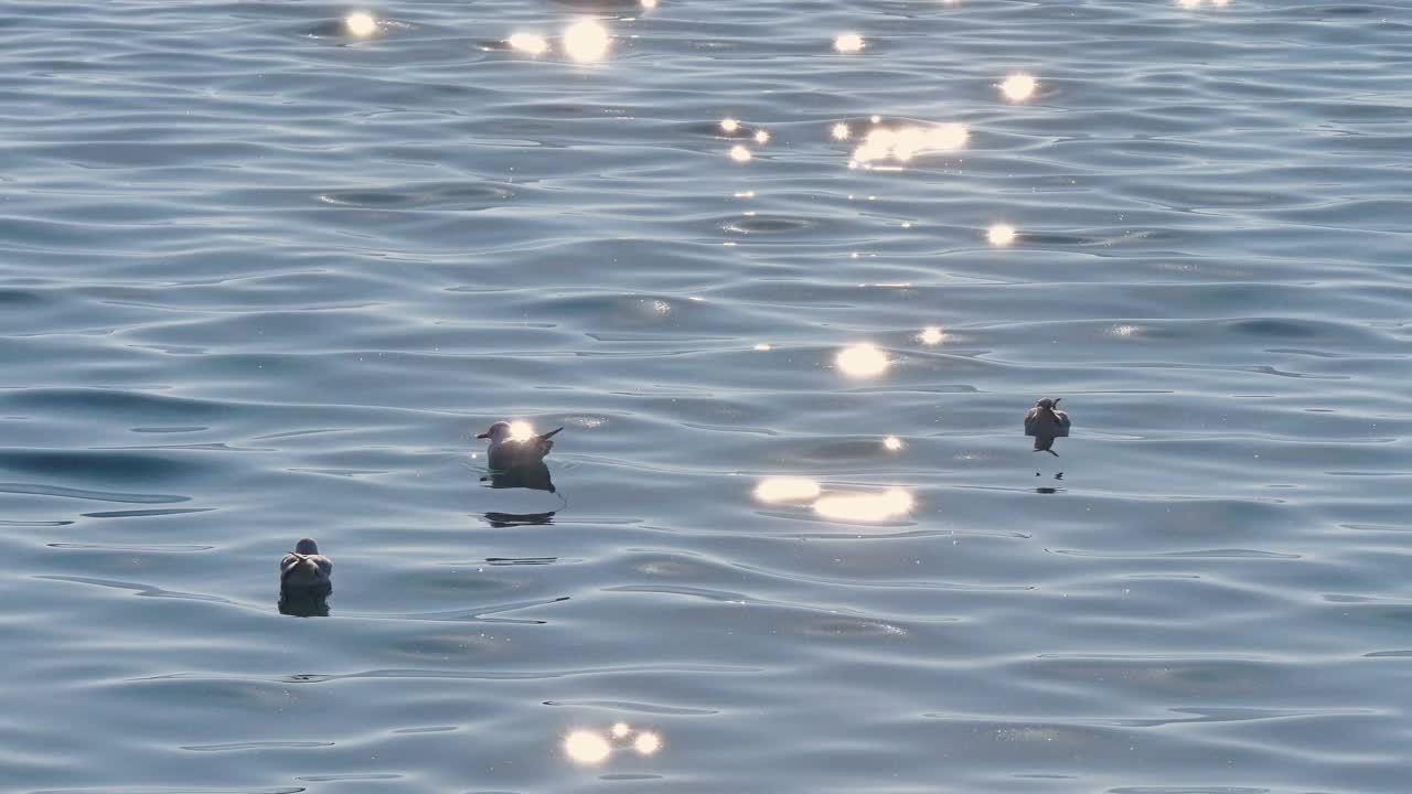 4k湖中的海鸥视频素材