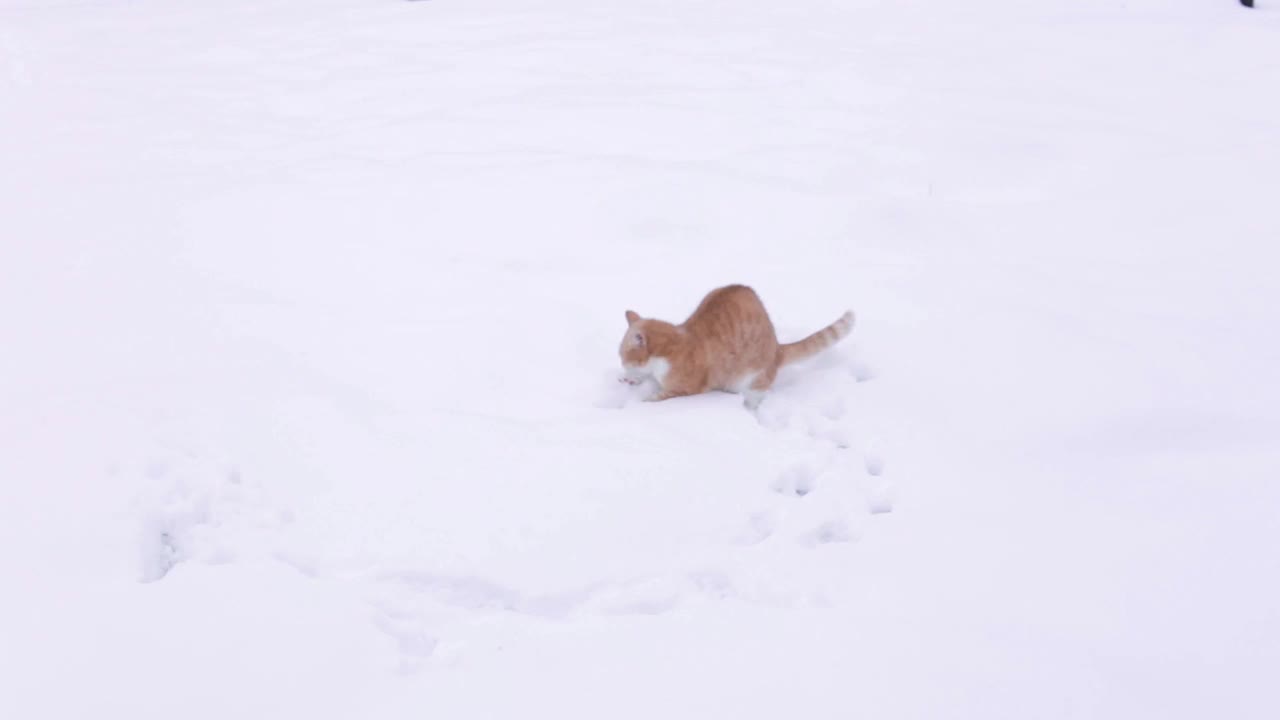 活泼的猫在雪里跳，和他玩视频下载