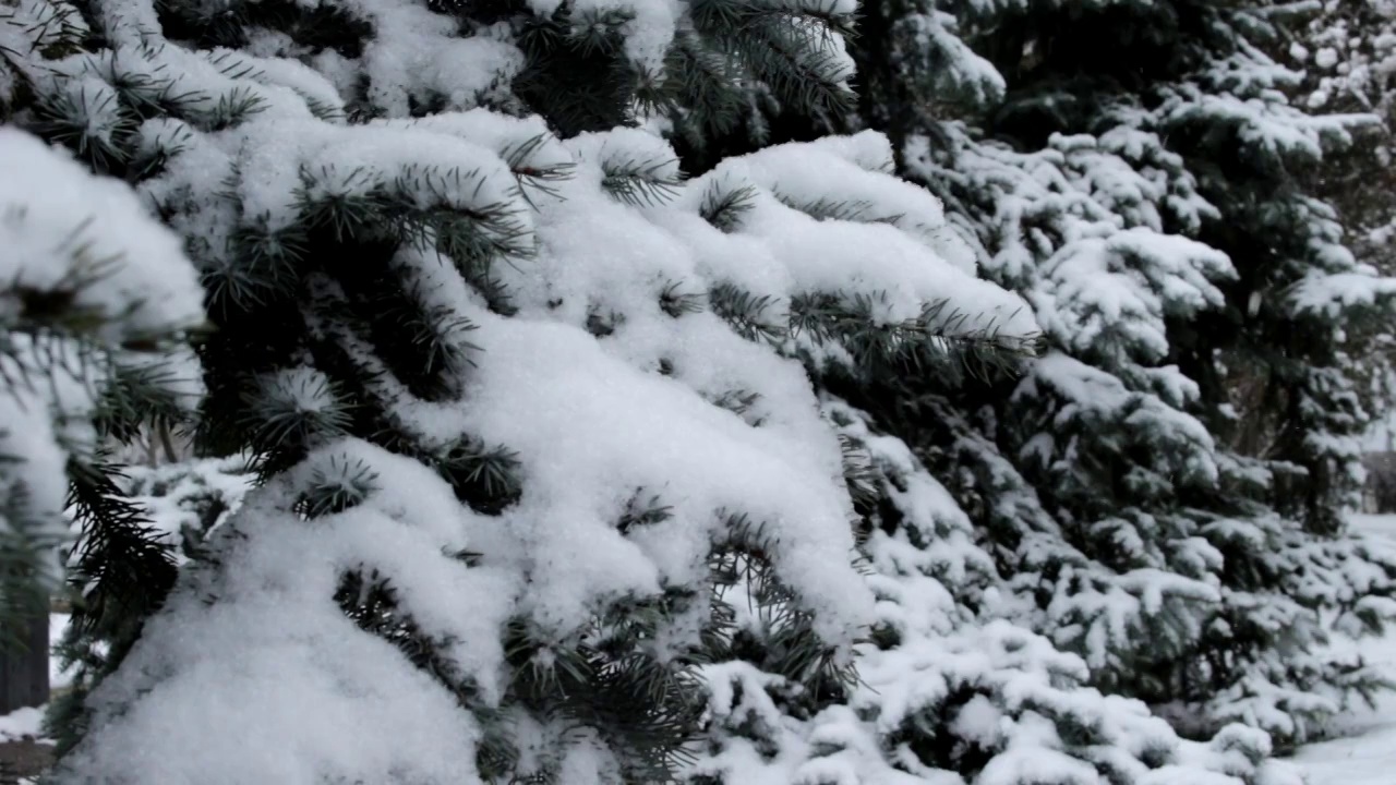 圣诞树在雪中视频素材