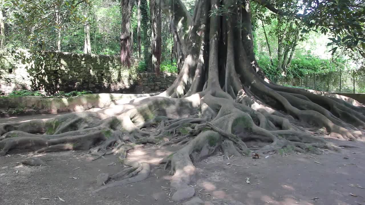 Quinta的眼泪视频视频素材