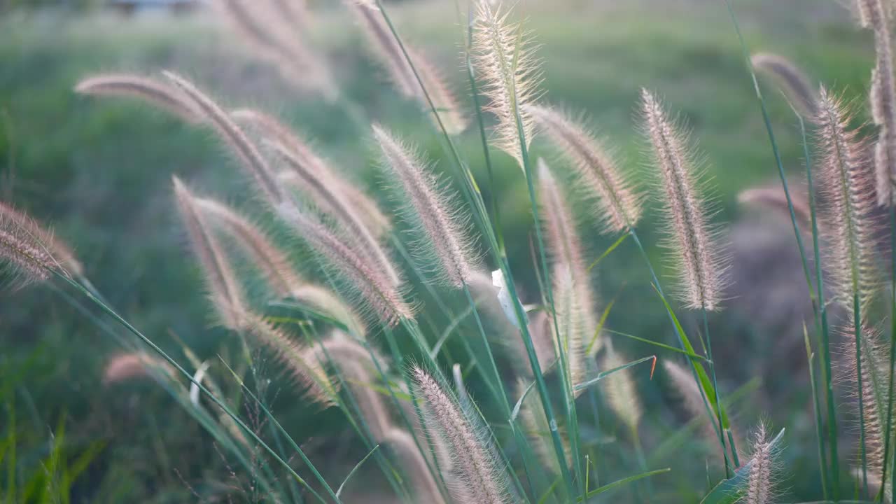 干芦苇的种子在风中摇摆视频素材