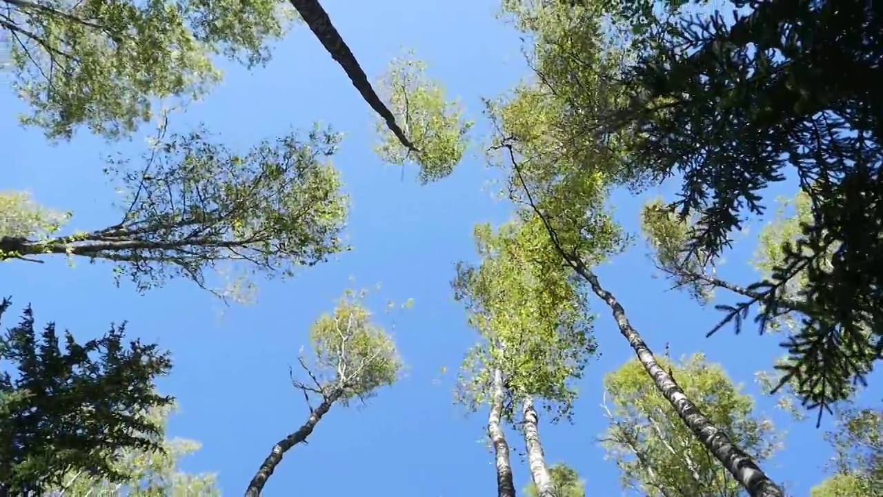 高高的白桦树高耸在蓝天上视频素材