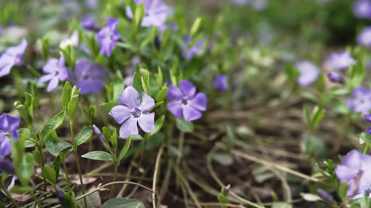 美丽的早紫罗兰花或淡木紫罗兰(Viola odorata)在春天开花，浅景深，微距拍摄。视频素材