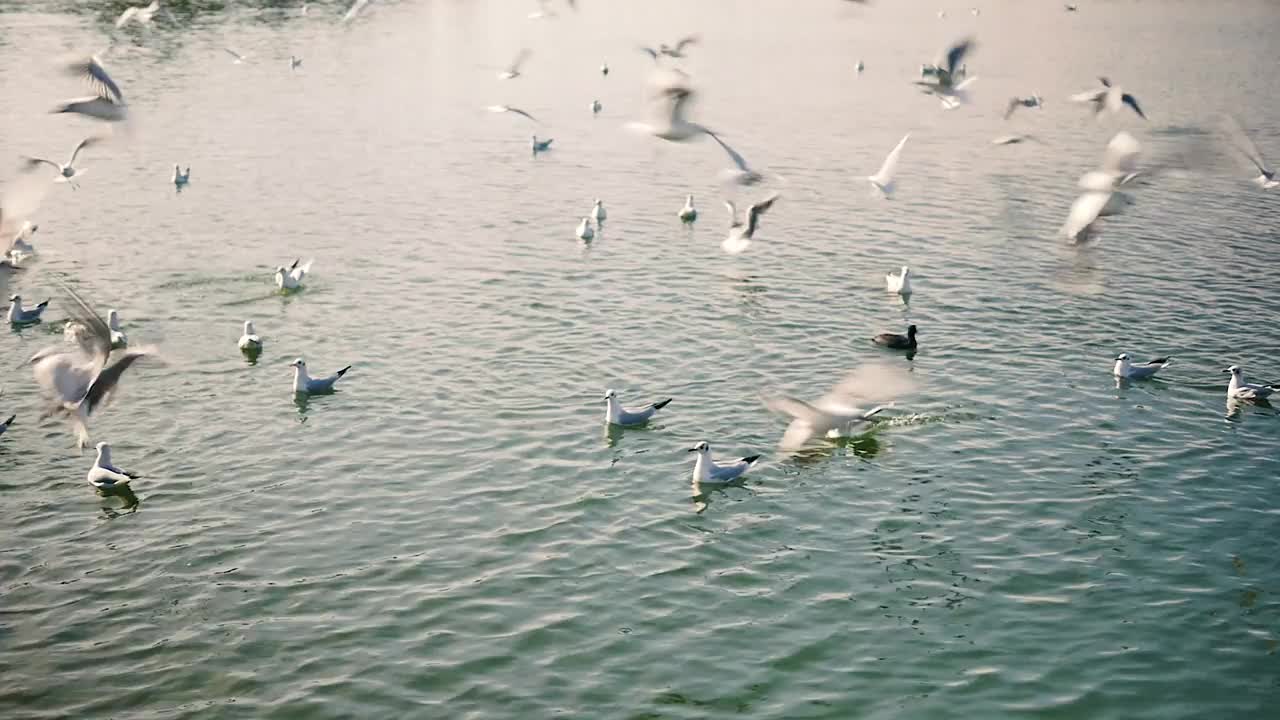 许多海鸥降落在水面上，然后起飞。一群海鸥。视频素材