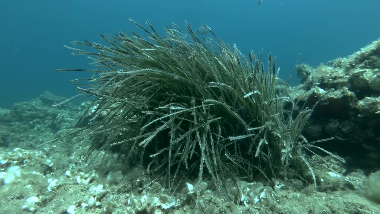 在阳光下的蓝色的水背景(4K - 60fps)常见的鳗草，海鱼或矮鳗草的浓密灌木丛的特写。亚得里亚海，黑山，欧洲视频素材