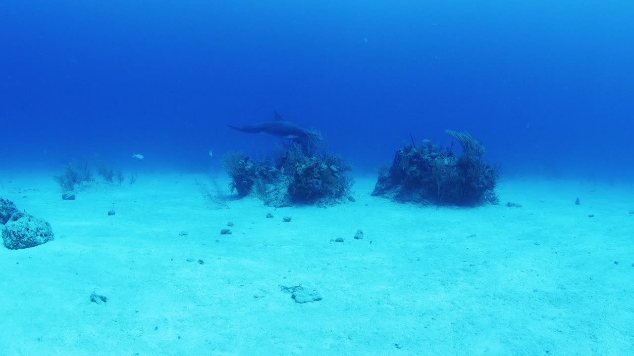 海豚在珊瑚视频素材