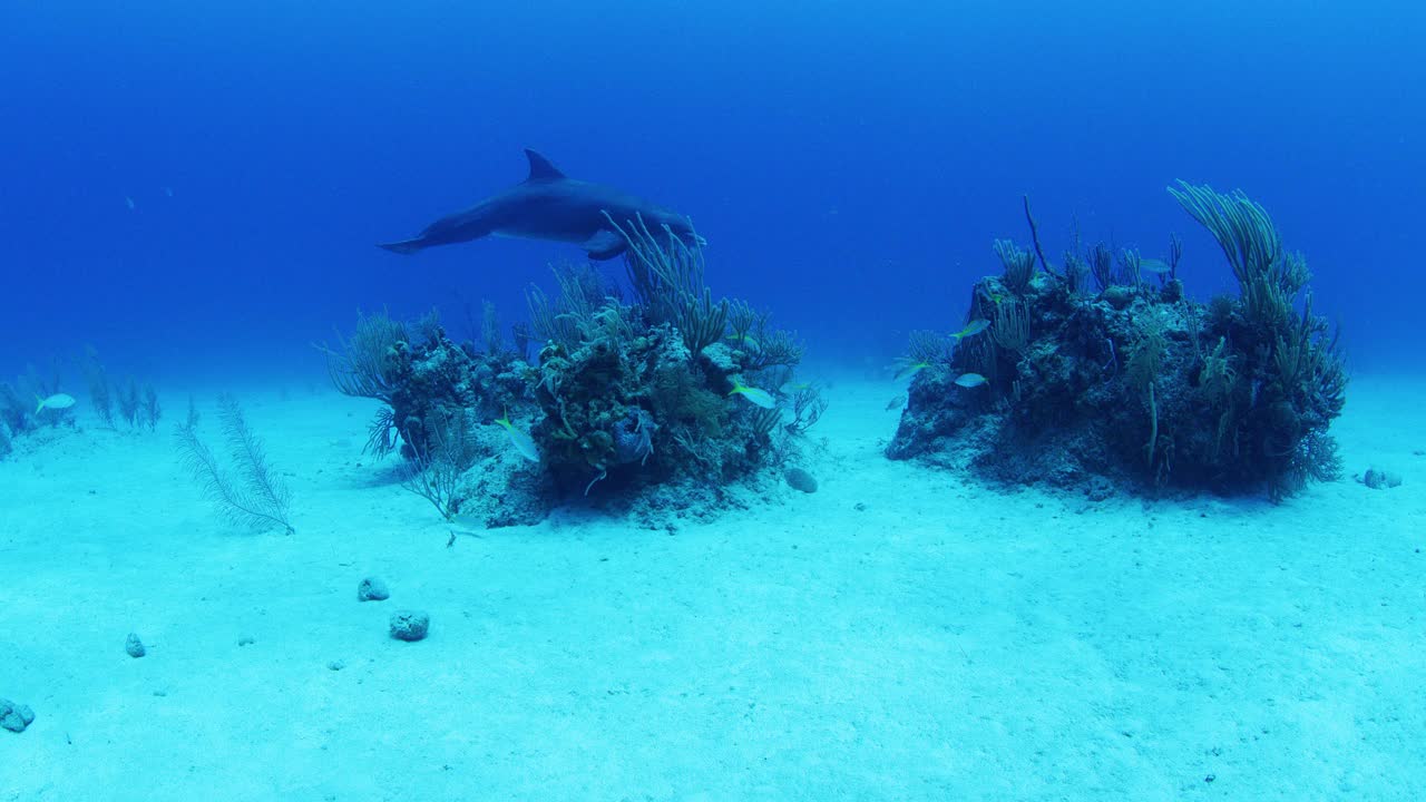 海豚在珊瑚间摩擦皮肤视频素材