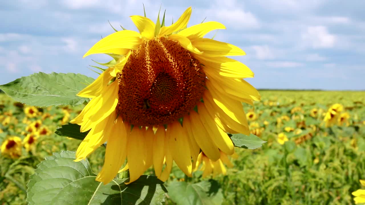 蜜蜂采集向日葵的花粉视频素材