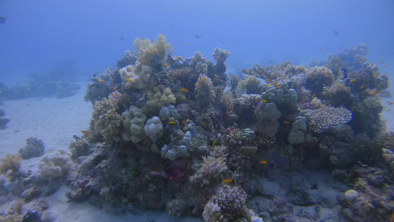 在美丽的珊瑚礁和许多热带鱼水下潜水红海-拉哈米湾/马萨阿拉姆视频素材