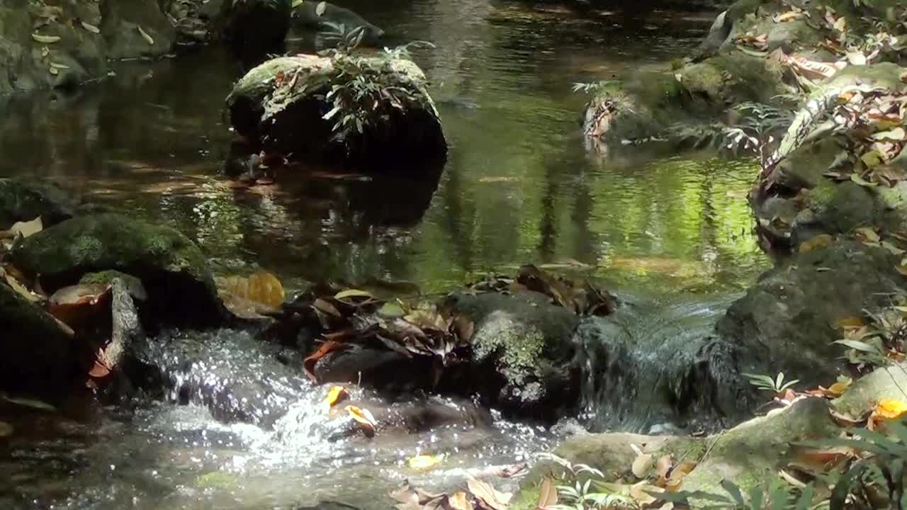 神奇的光在一个梦森林与小清澈的急流。视频素材