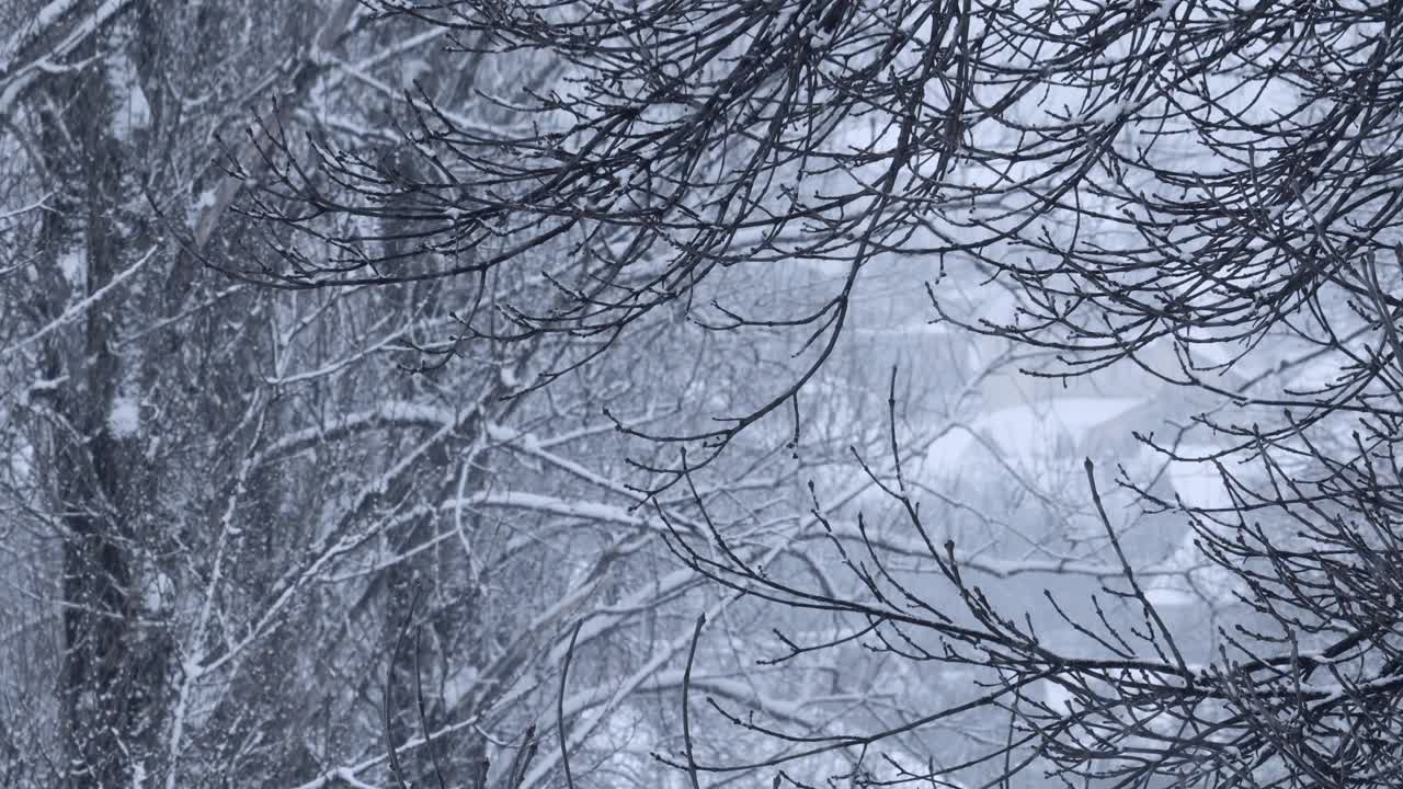 公园里下雪，树枝被雪覆盖。自然的冬季背景，白色的雪和寒冷的天气视频素材