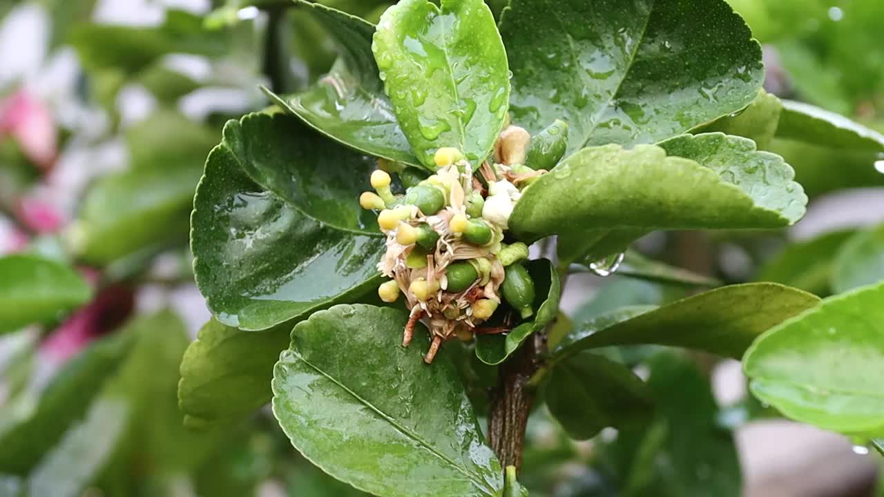 柠檬花与绿色的叶子在树上概念柠檬花和酸橙植物视频素材