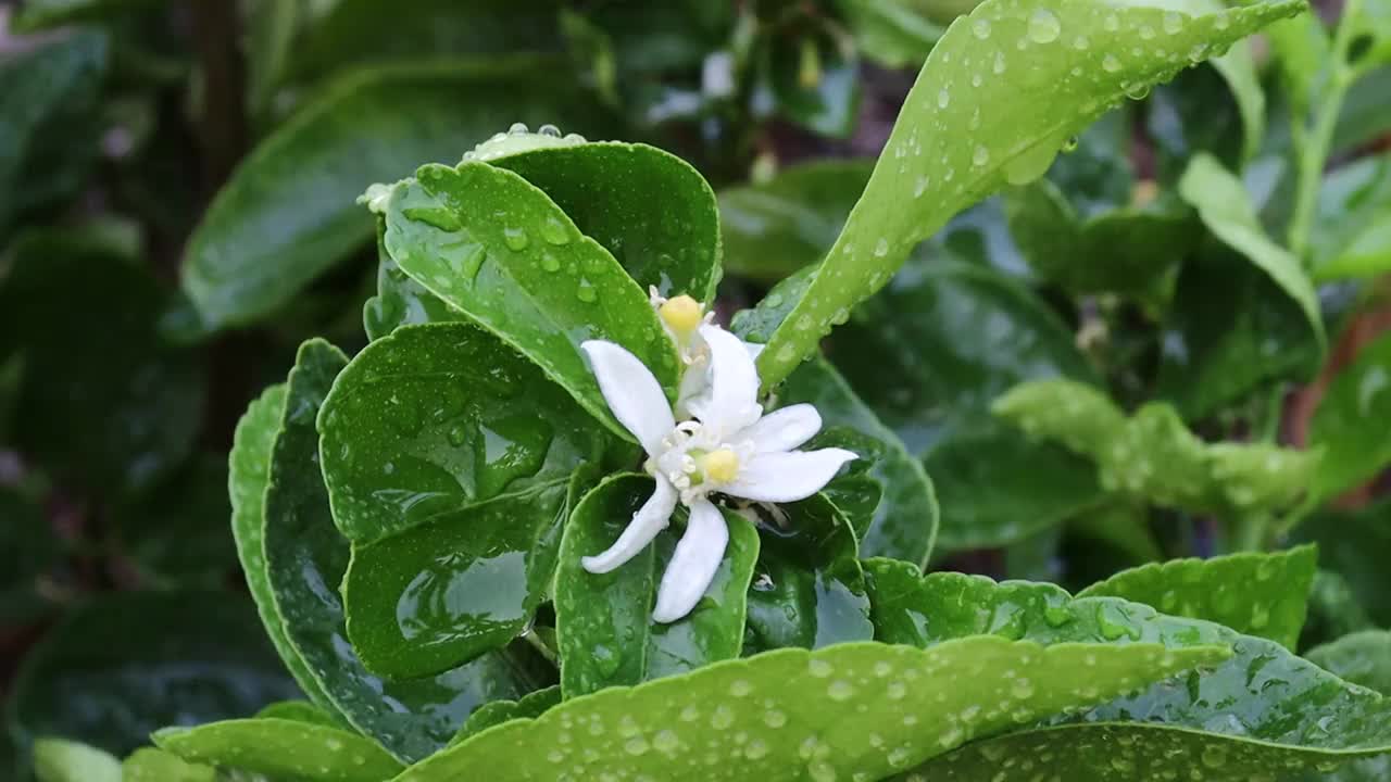 柠檬花与绿色的叶子在树上概念柠檬花和酸橙植物视频素材