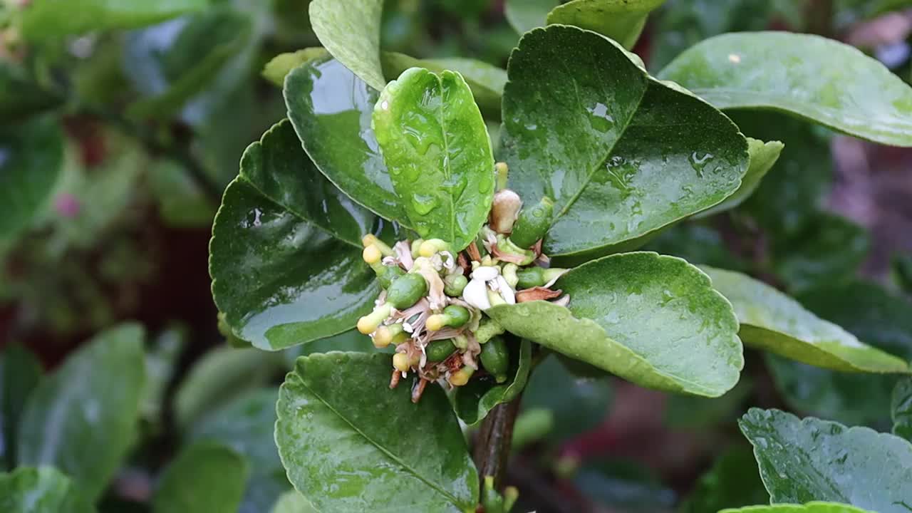 柠檬花与绿色的叶子在树上概念柠檬花和酸橙植物视频素材